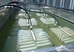 Do you know how to clean hollow fiber membrane products?